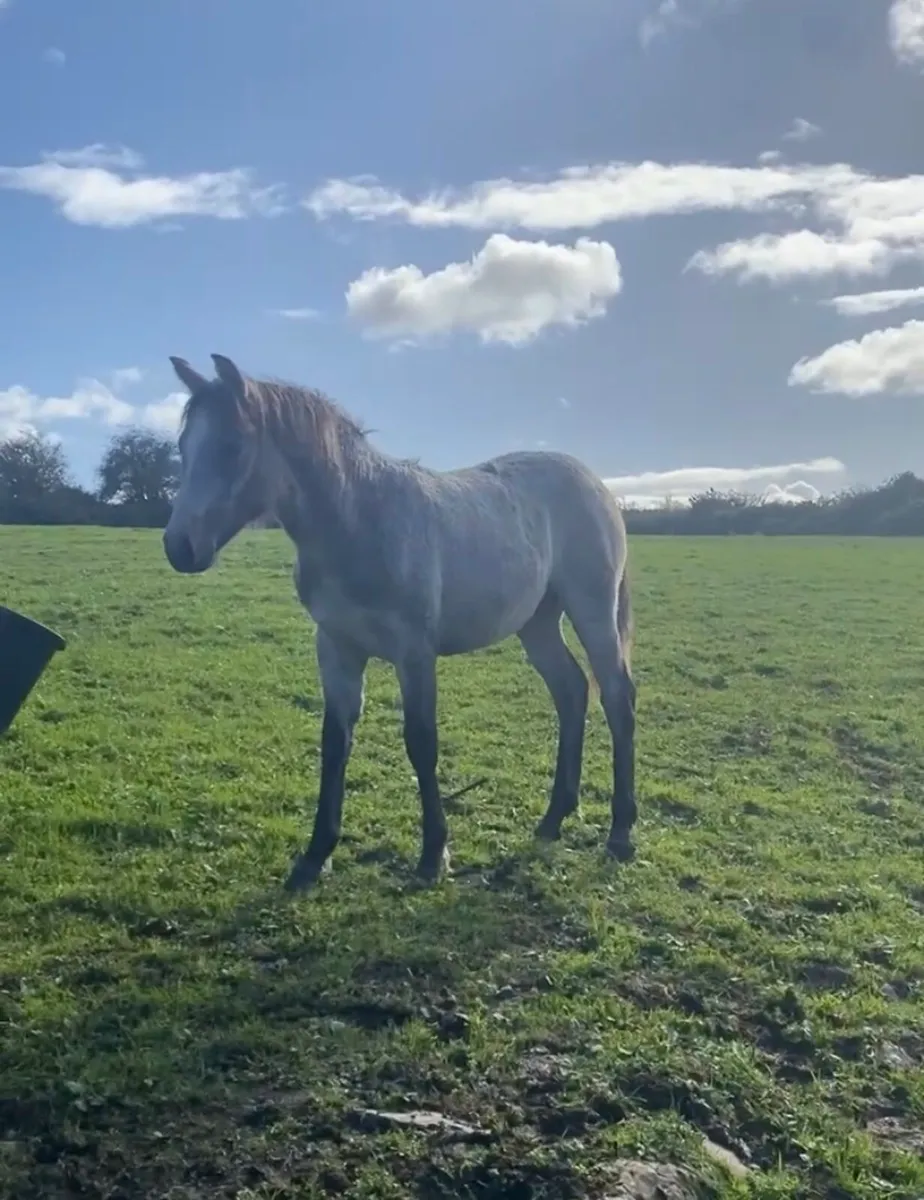 Super Filly - Image 1