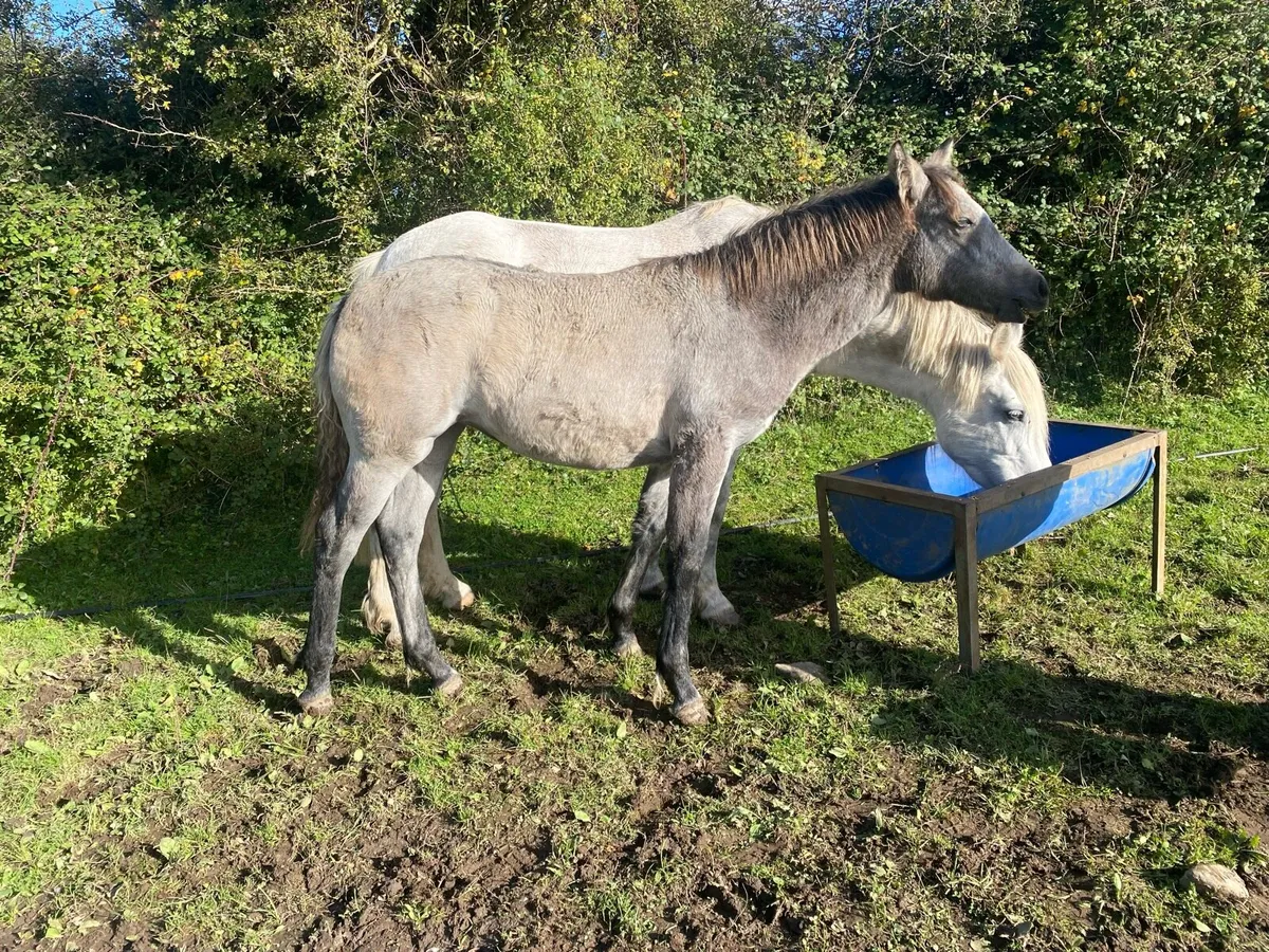 Super Filly - Image 4