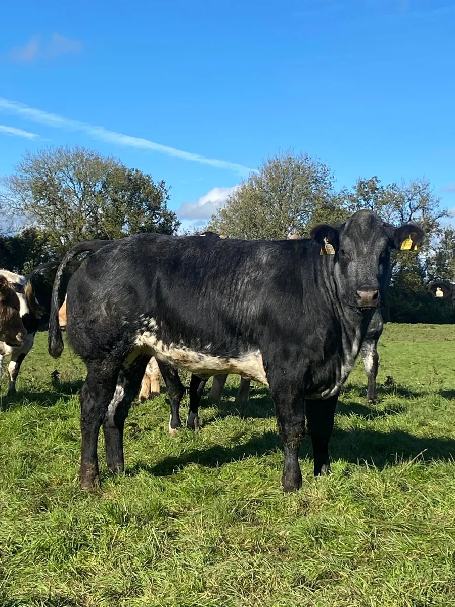 Breeding heifers - Image 4