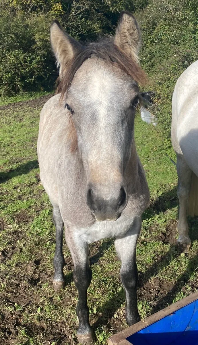 Super Filly - Image 2