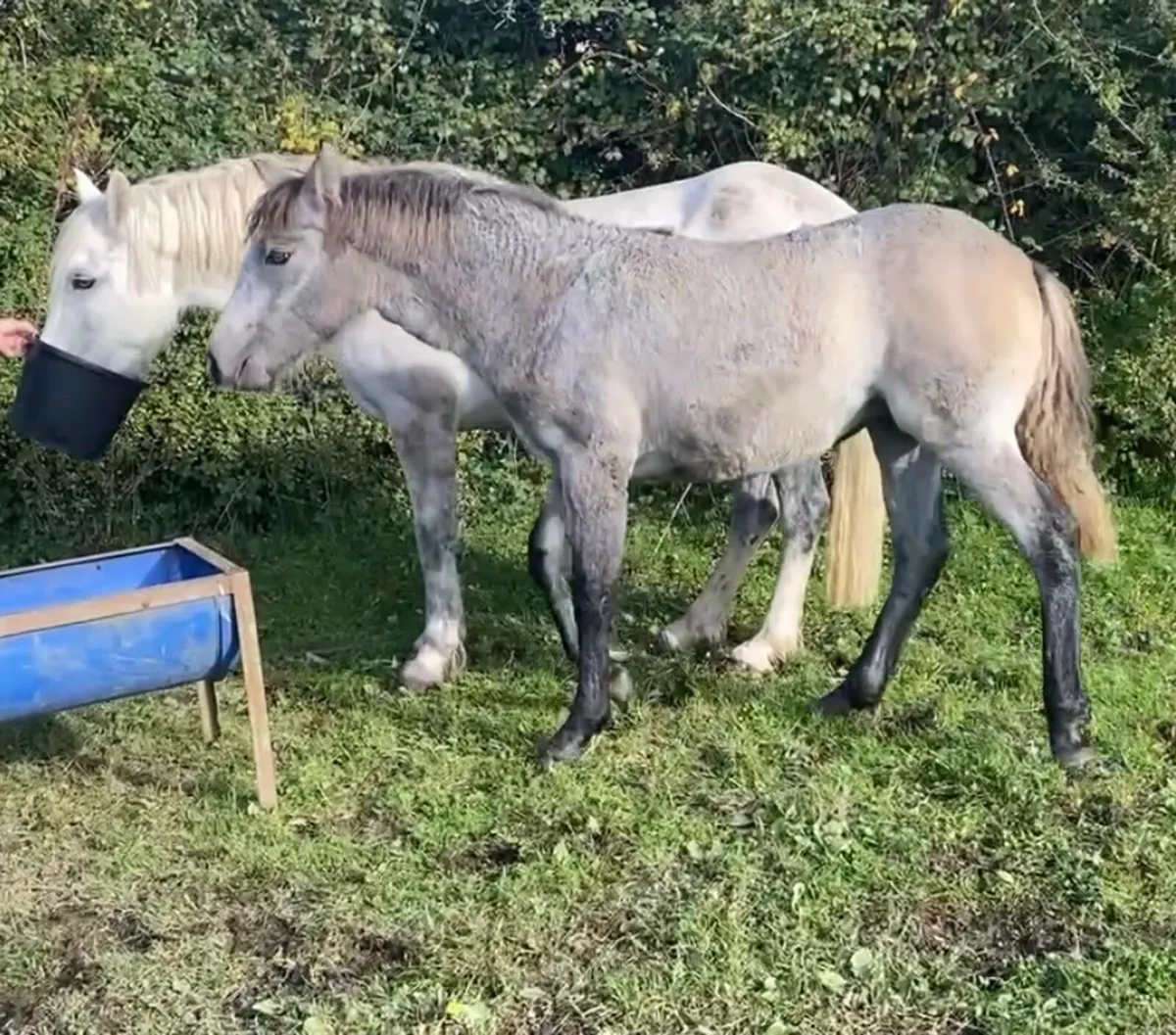 Super Filly - Image 3