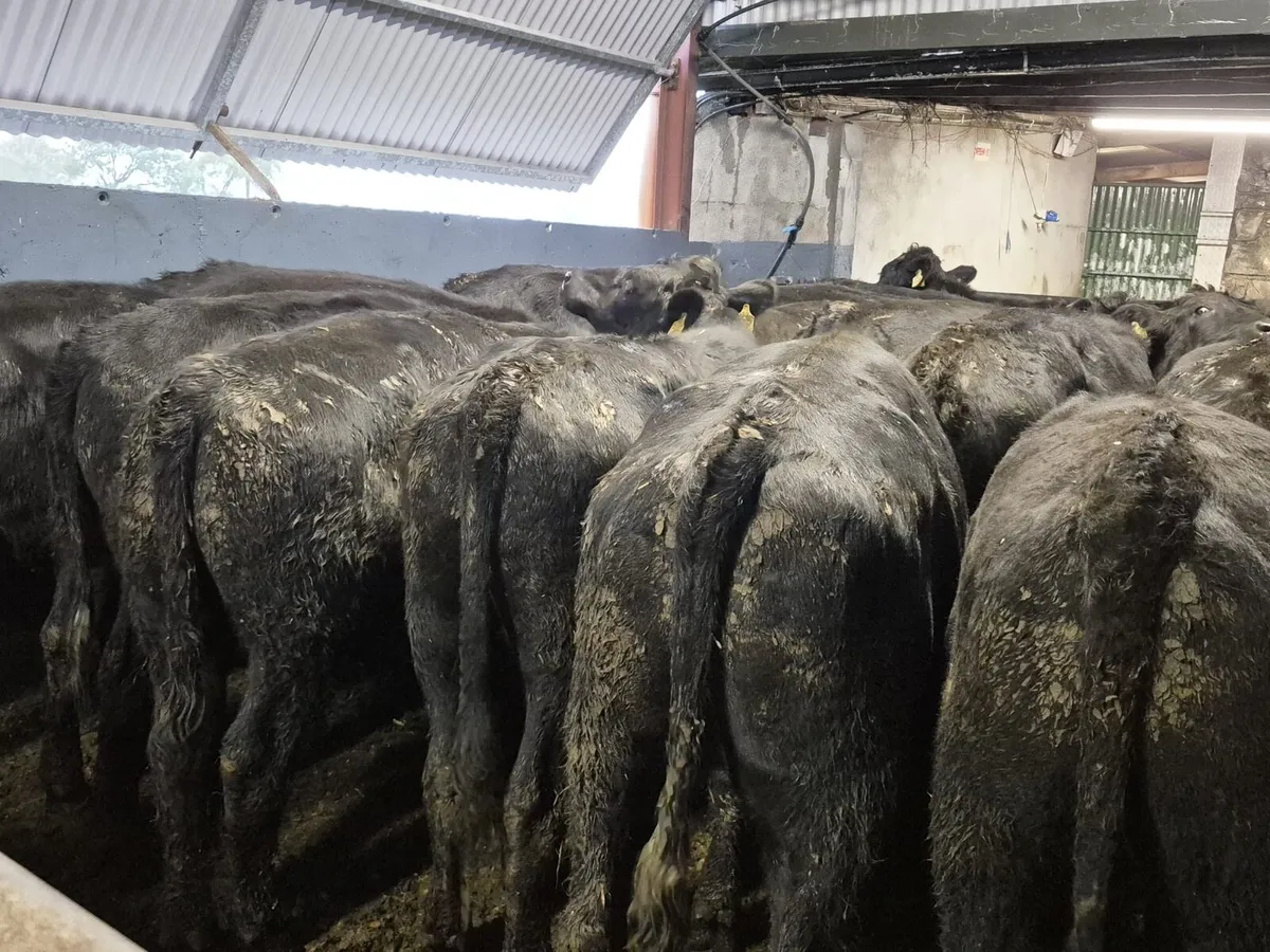 22 Angus Bullocks 460kgs - Image 2