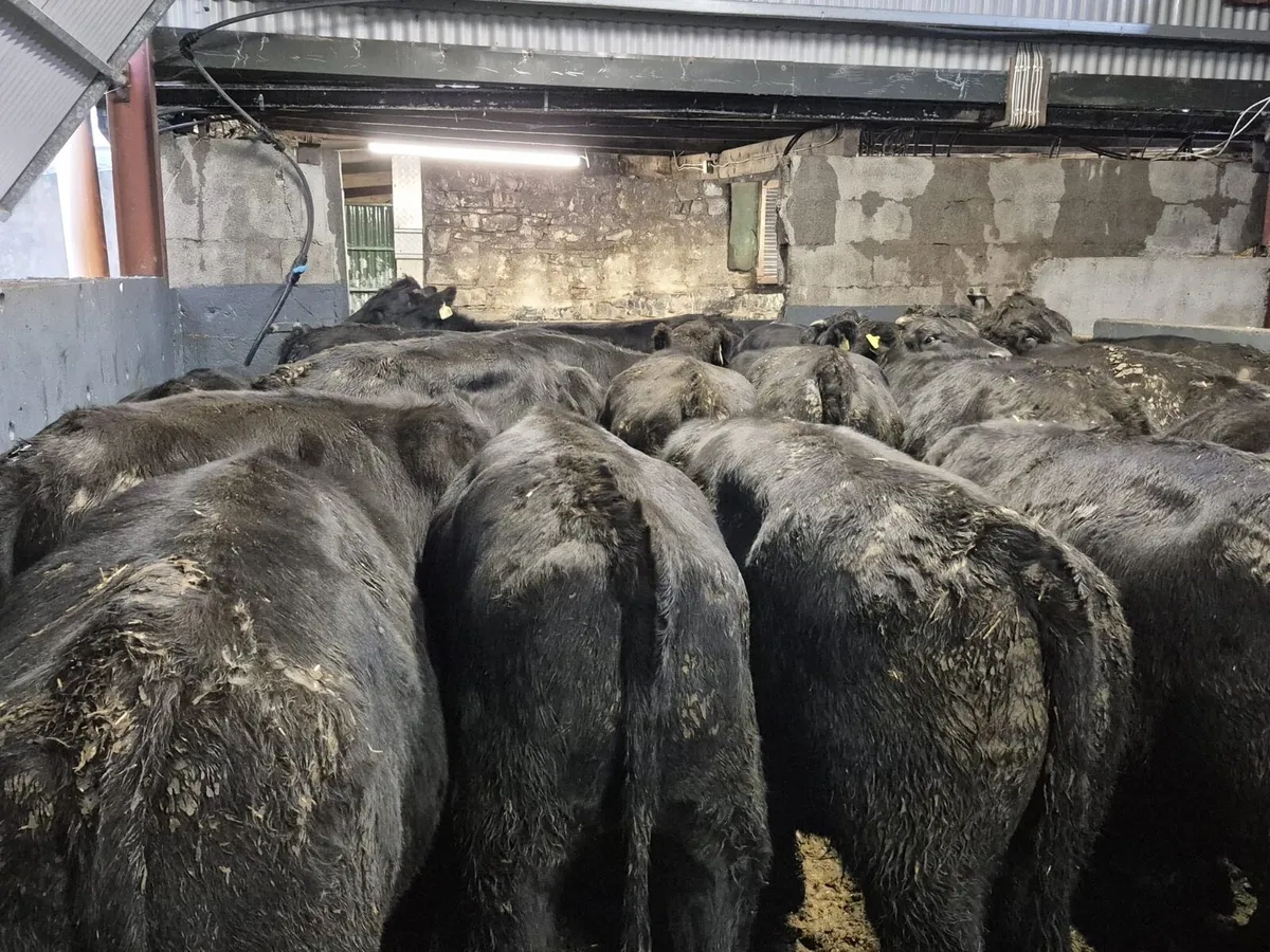 22 Angus Bullocks 460kgs - Image 3