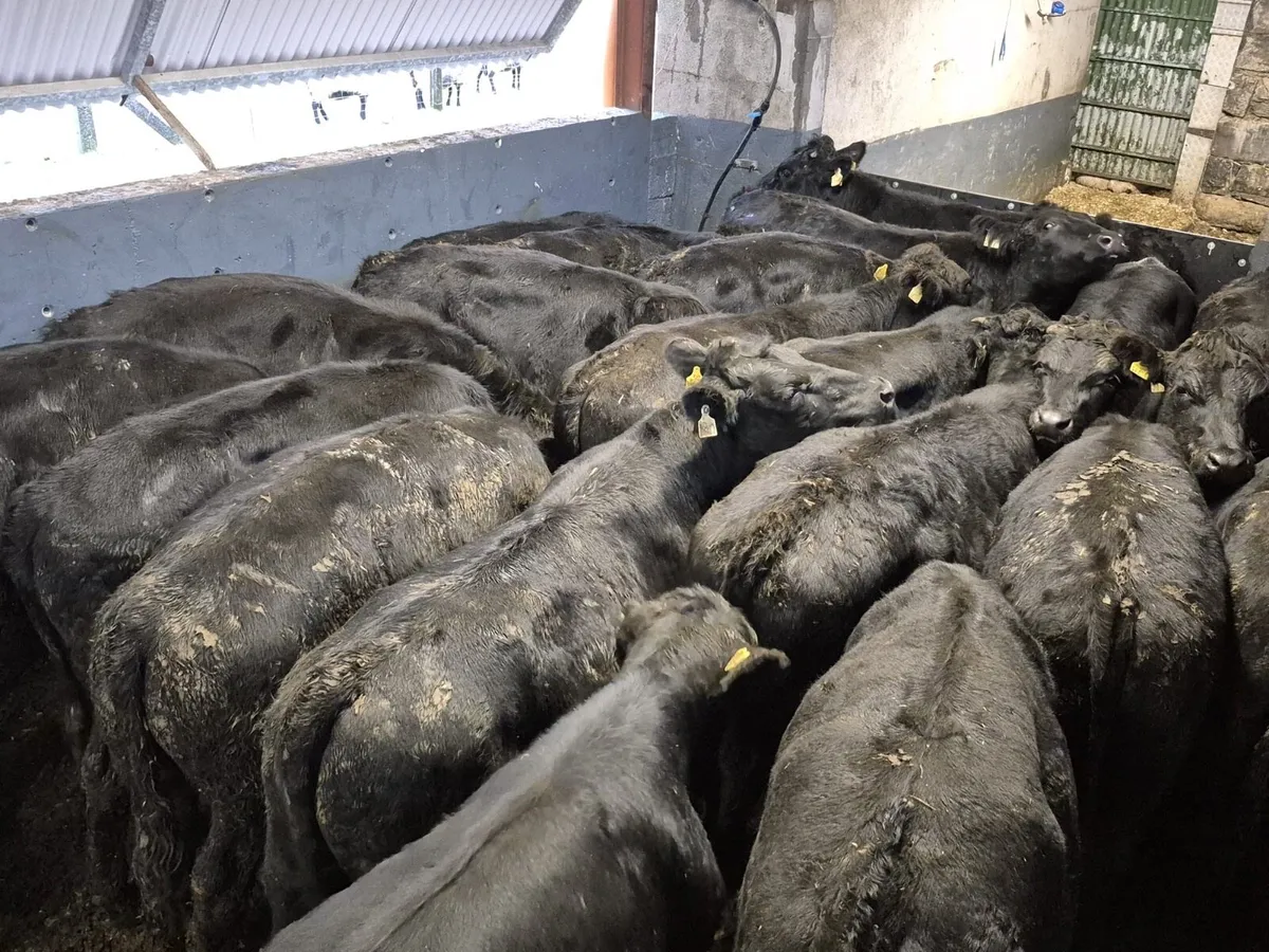 22 Angus Bullocks 460kgs - Image 1