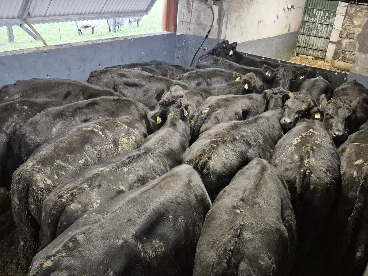 22 Angus Bullocks 460kgs - Image 4