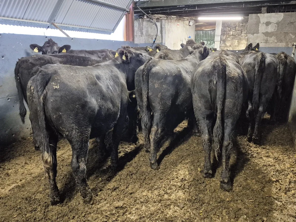 20 Angus Heifers 440kgs - Image 2