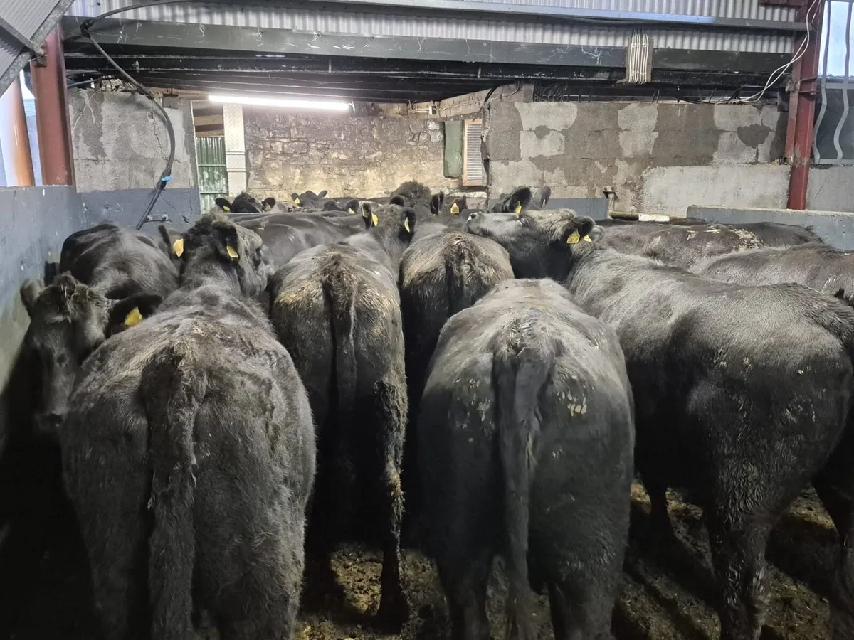 20 Angus Heifers 440kgs - Image 1