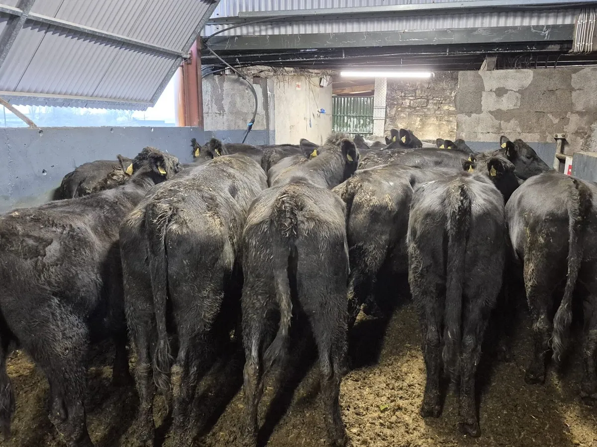 20 Angus Heifers 440kgs - Image 3
