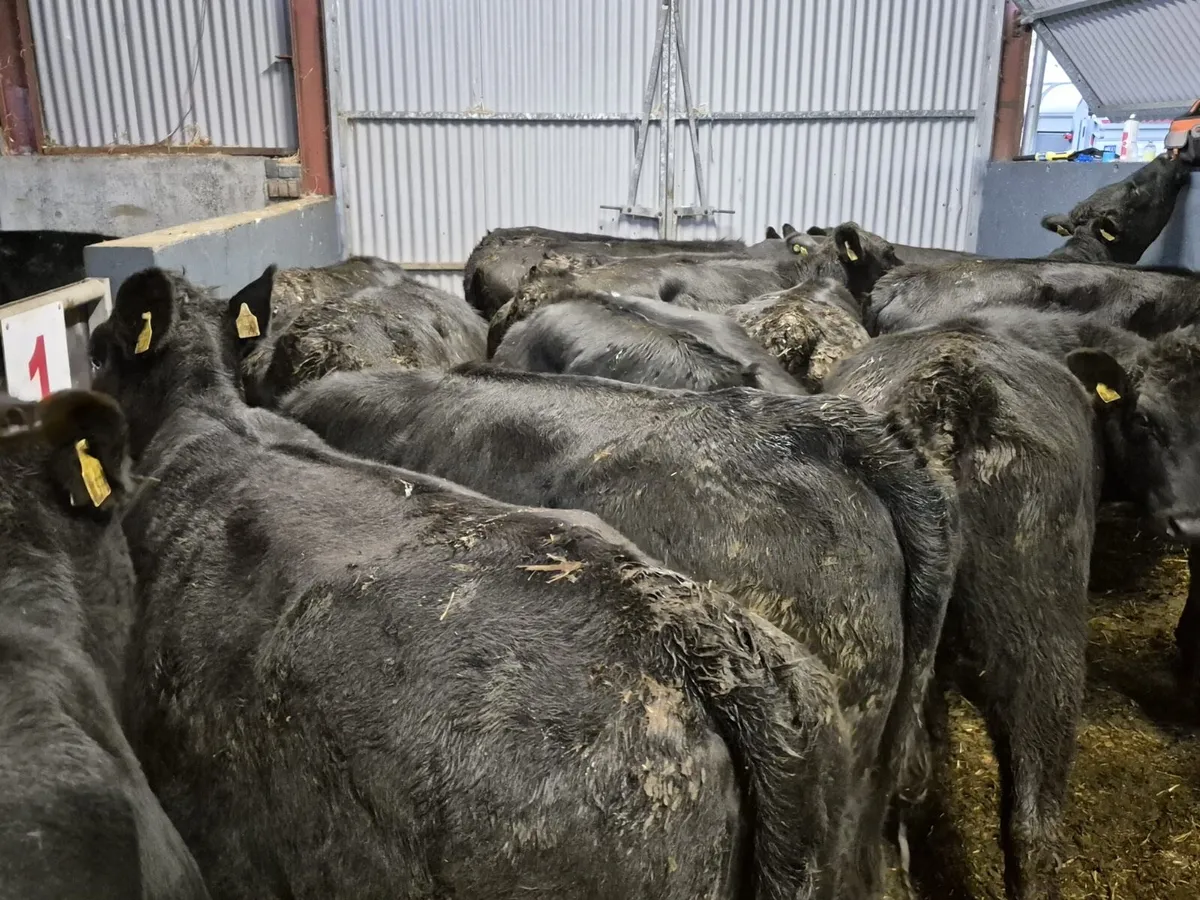20 Angus Heifers 440kgs - Image 4