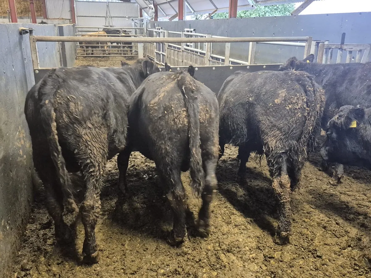 5 Suckler Angus Bull Weanlings - Image 2