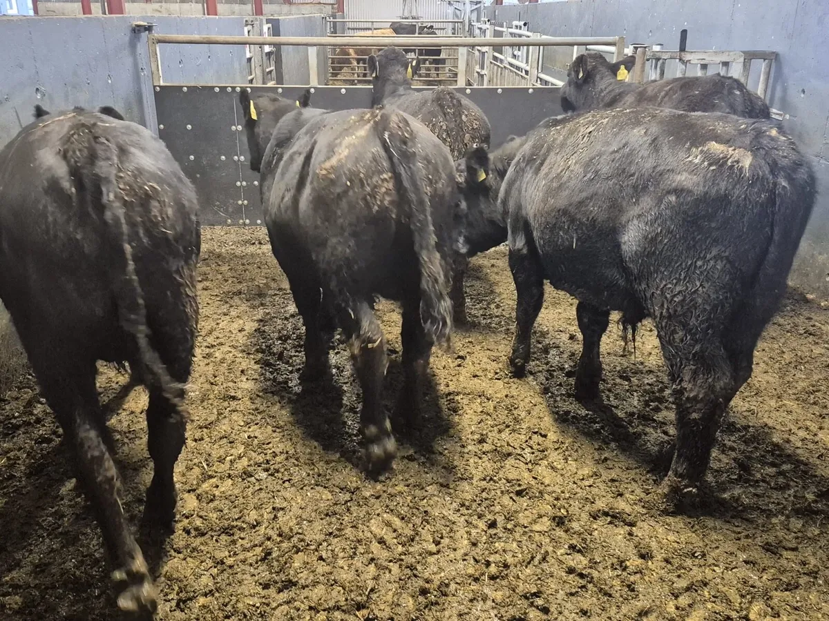5 Suckler Angus Bull Weanlings - Image 4