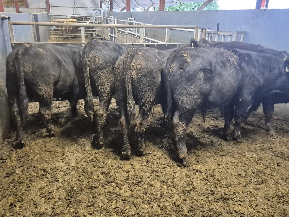5 Suckler Angus Bull Weanlings - Image 1