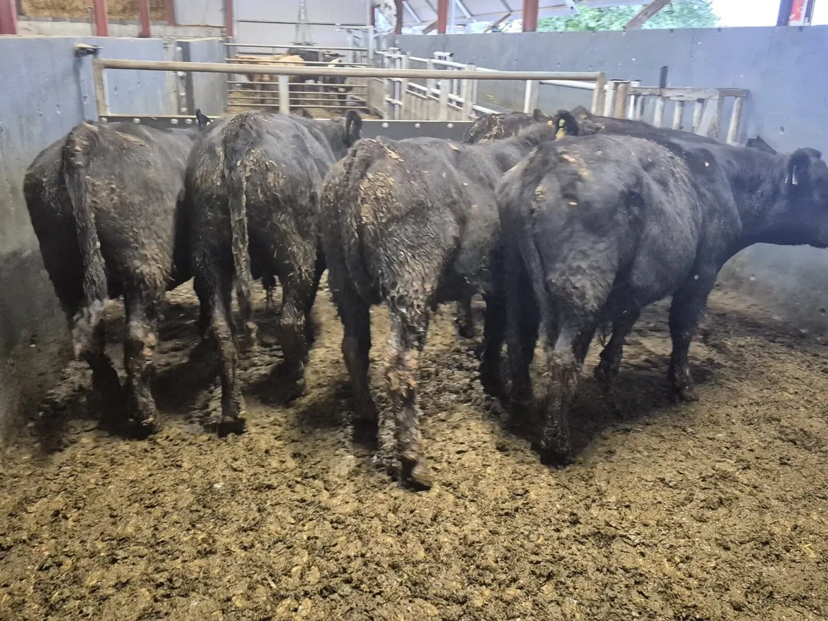 5 Suckler Angus Bull Weanlings - Image 3