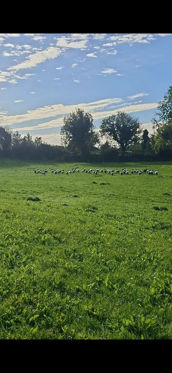 Sheep Grazing Wanted
