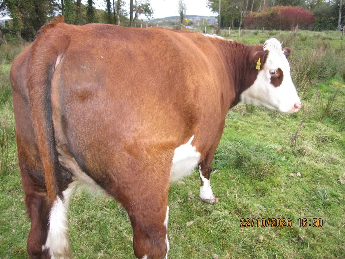 Springer heifers - Image 2