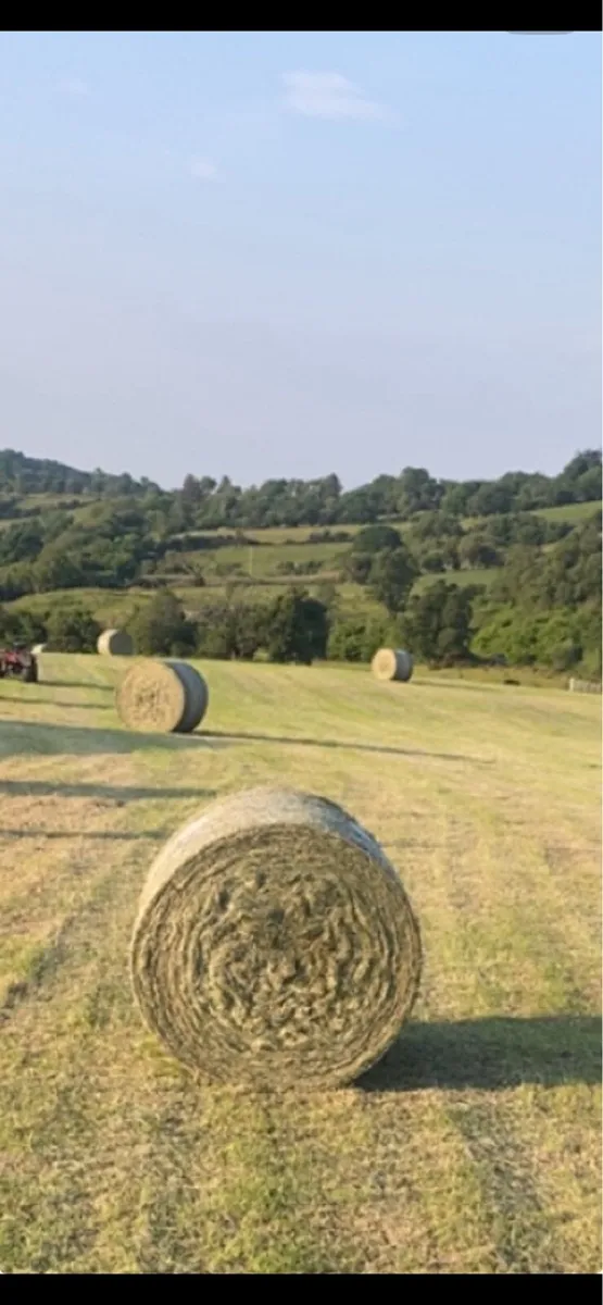 Hay - Image 1