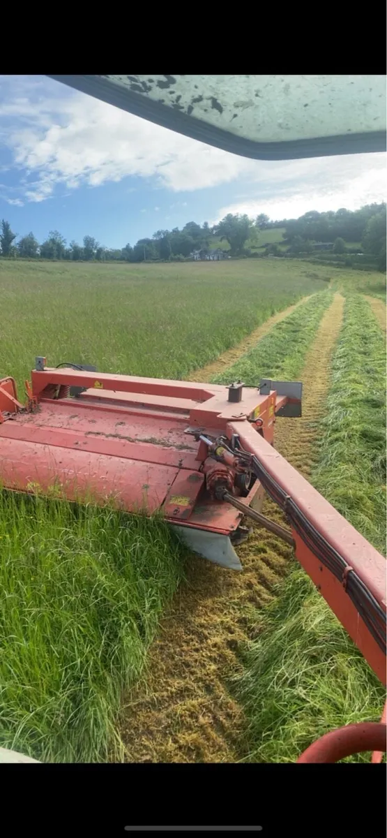 Hay - Image 3
