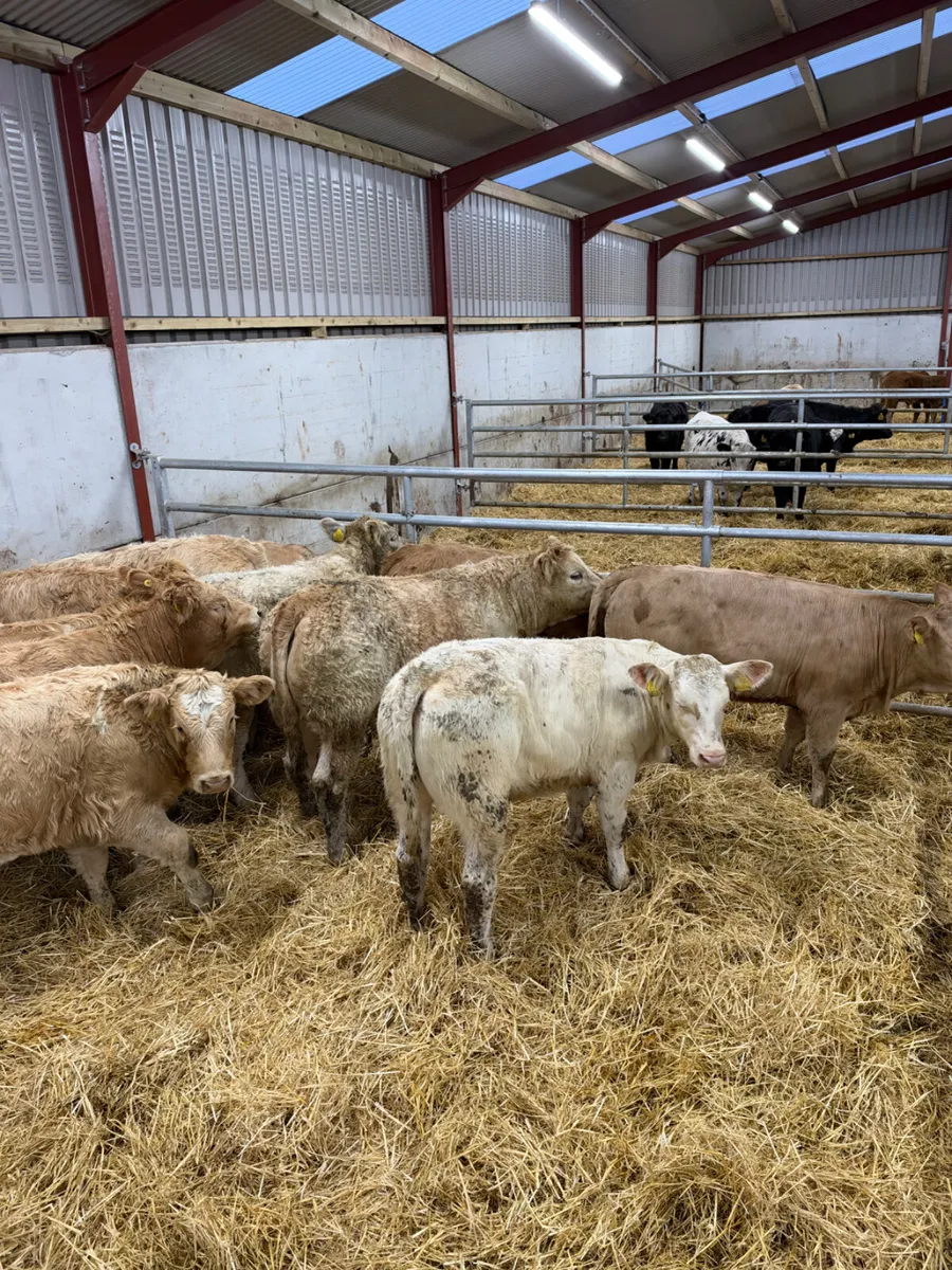 Charolais heifers - Image 1
