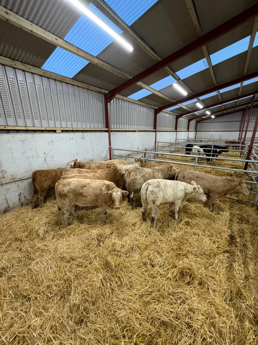Charolais heifers - Image 3