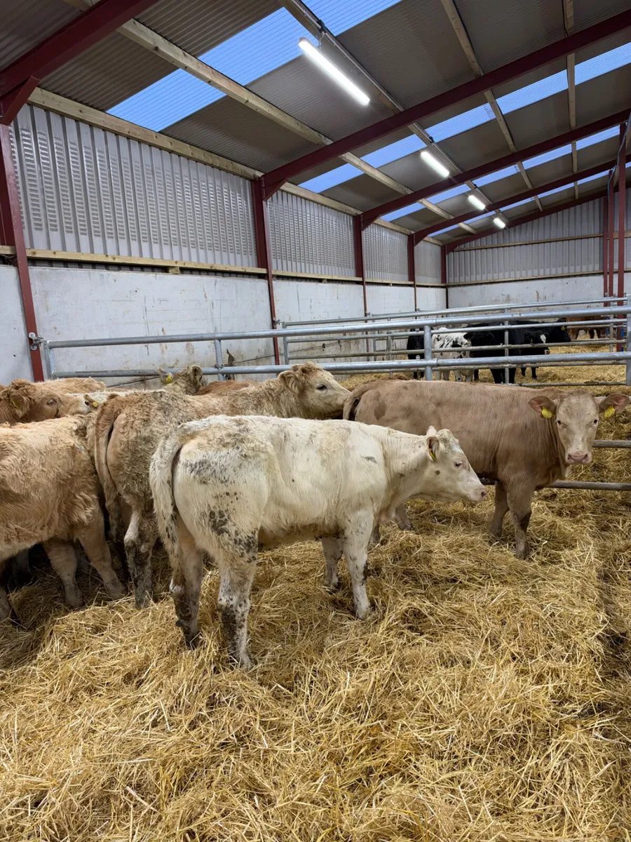 Charolais heifers - Image 2