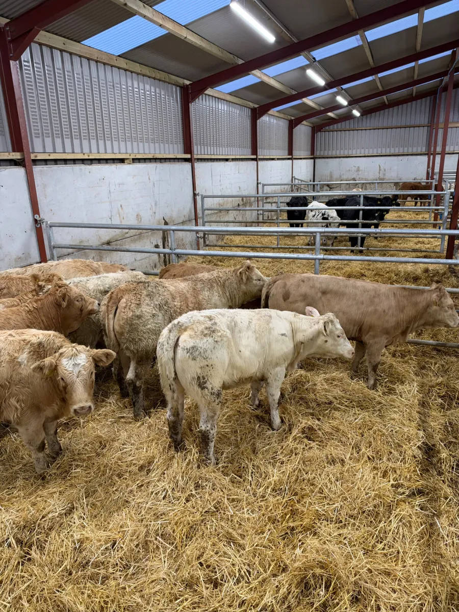 Charolais heifers - Image 4