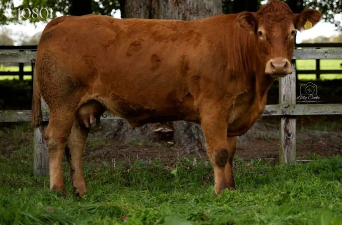 Grangecon Limousin Dispersal - Image 4