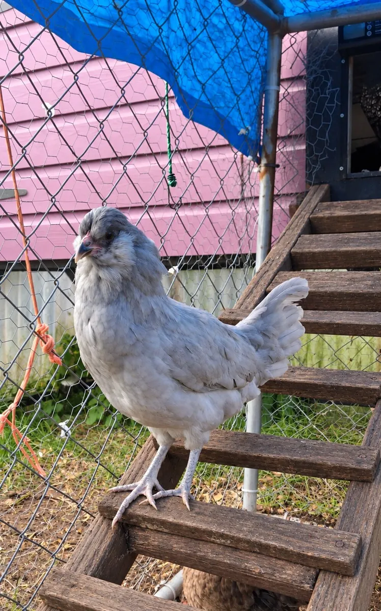 Lavender Araucana Pullet