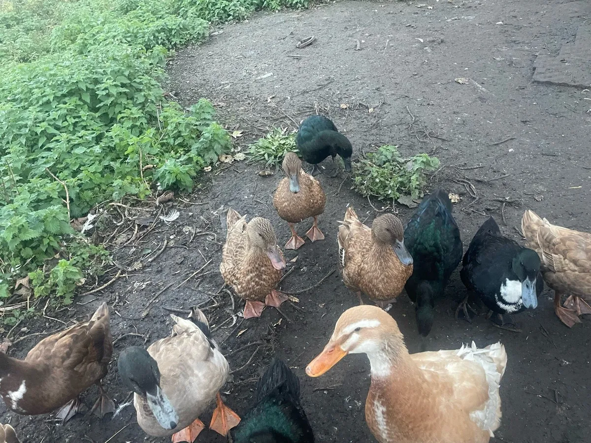 Ducks for sale - Image 1