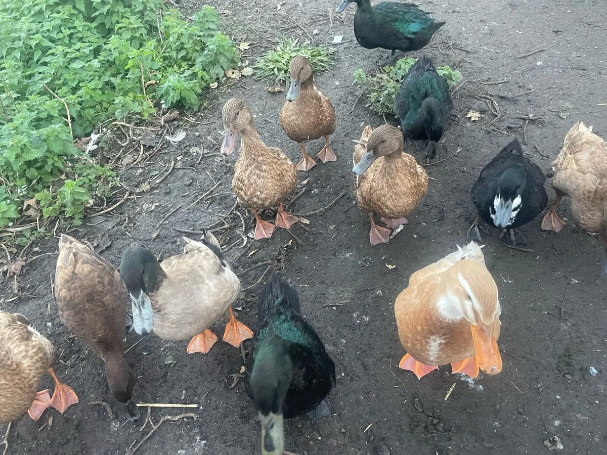 Ducks for sale - Image 2