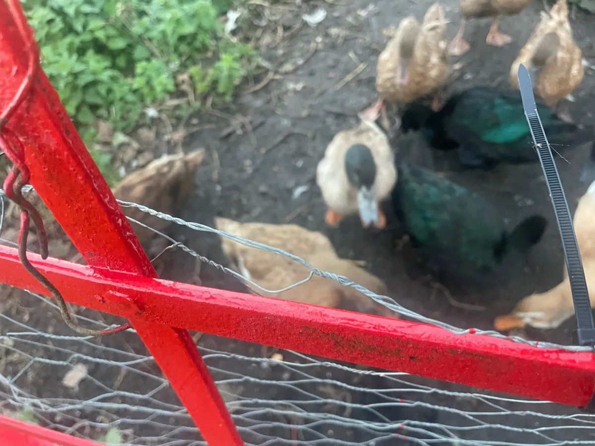 Ducks for sale - Image 3