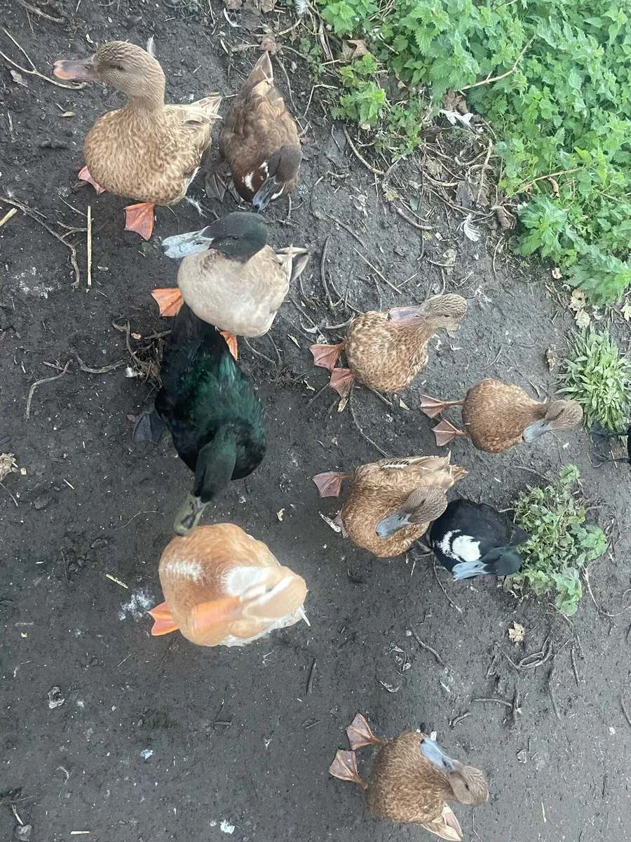 Ducks for sale - Image 4