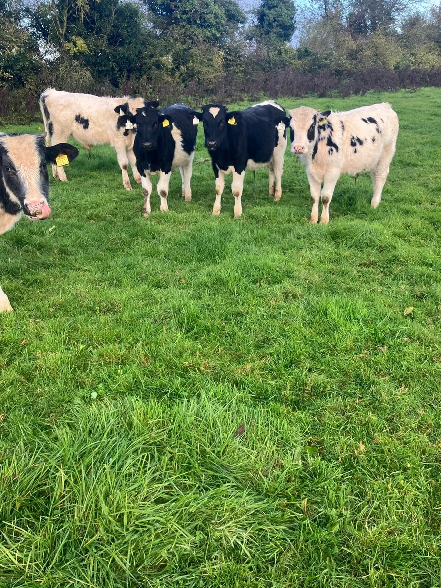Blue Weanling bulls - Image 2