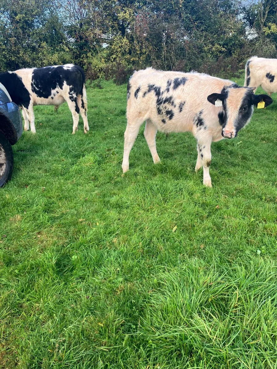 Blue Weanling bulls - Image 3