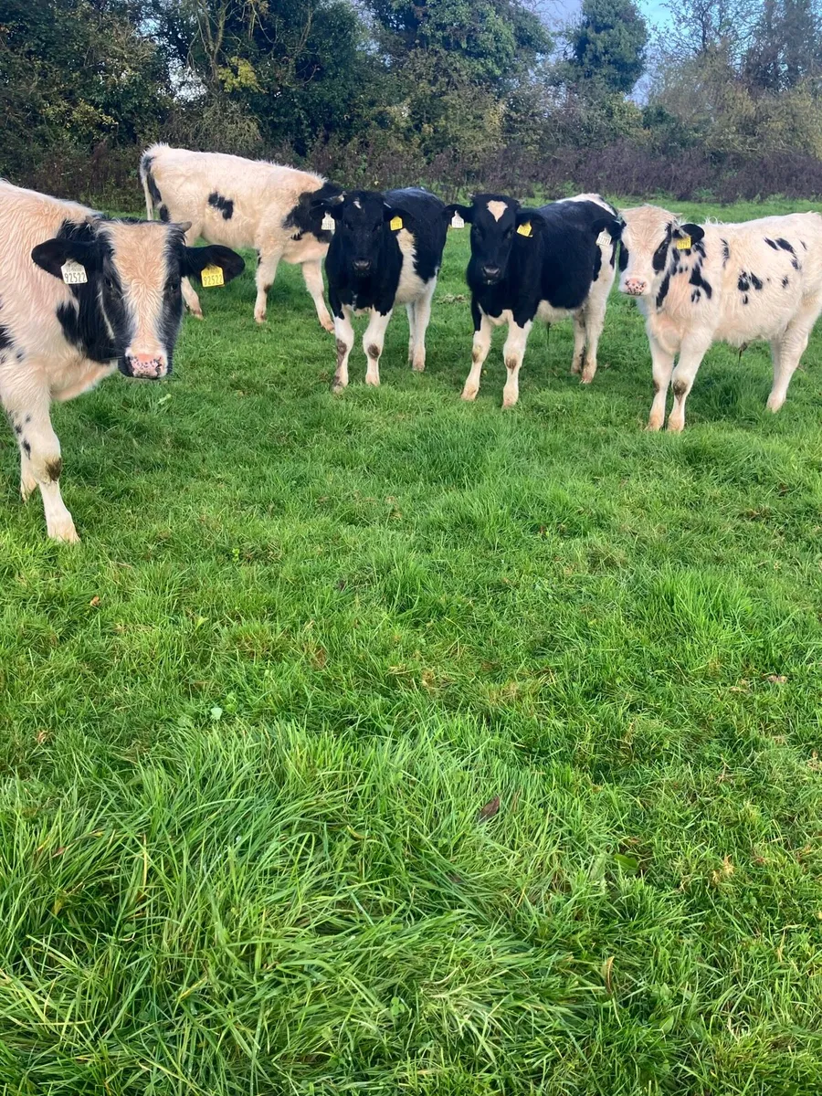 Blue Weanling bulls - Image 4
