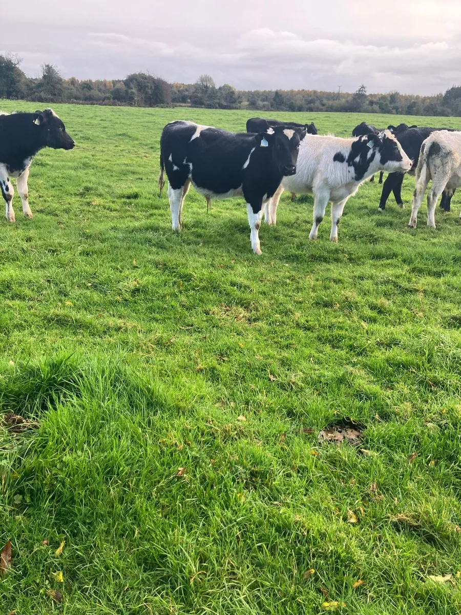 Blue Weanling bulls - Image 1