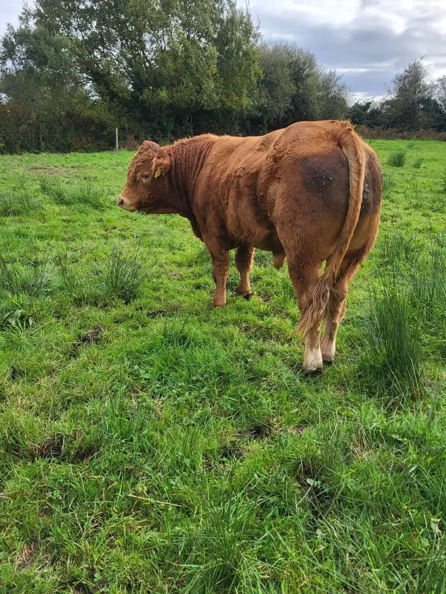 PB Limousin Bull - Image 4