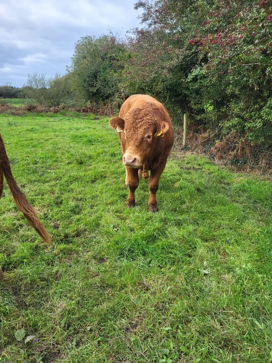 PB Limousin Bull - Image 1
