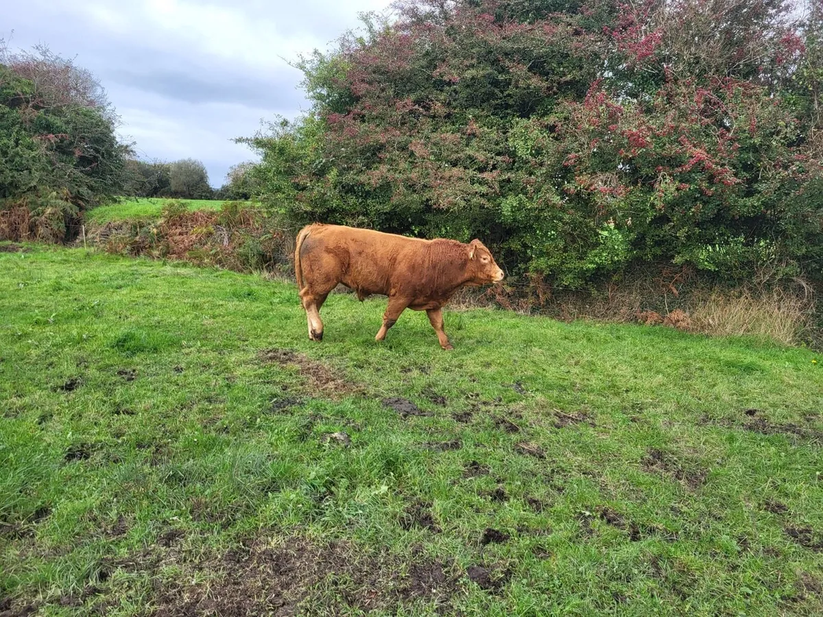 PB Limousin Bull - Image 2
