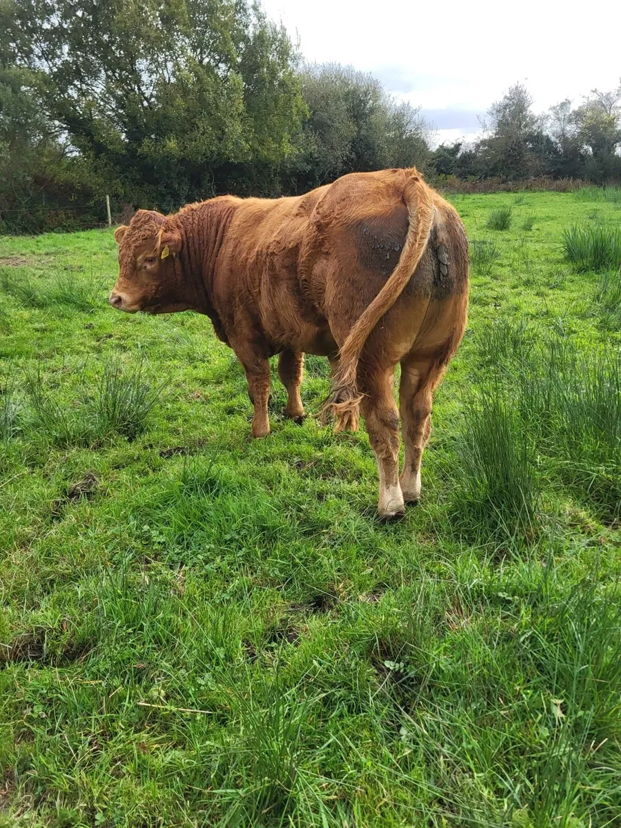 PB Limousin Bull - Image 3