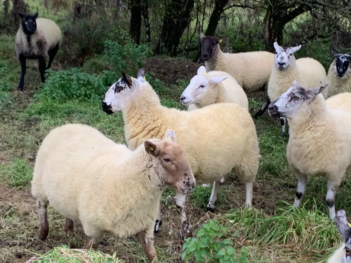 Sheep  - Ewe hoggets - Image 4