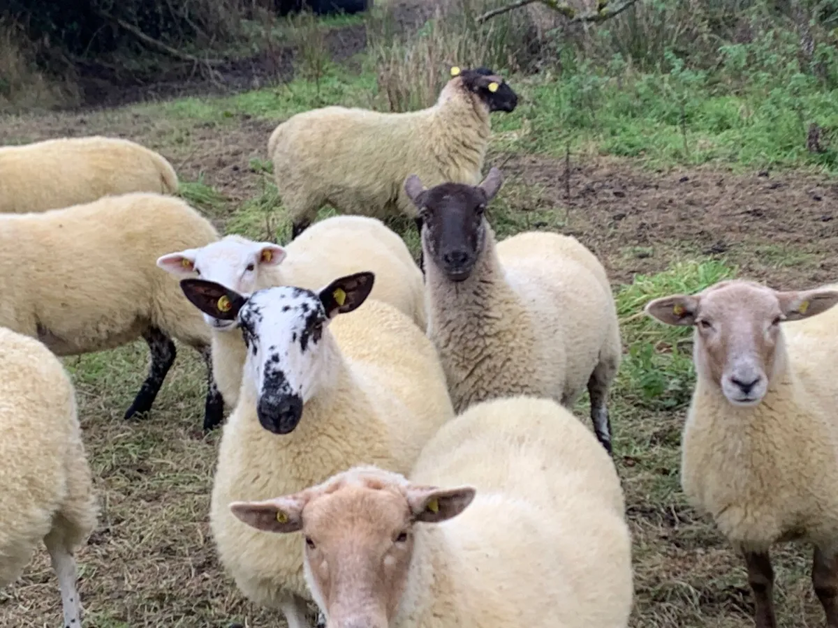 Sheep  - Ewe hoggets - Image 2