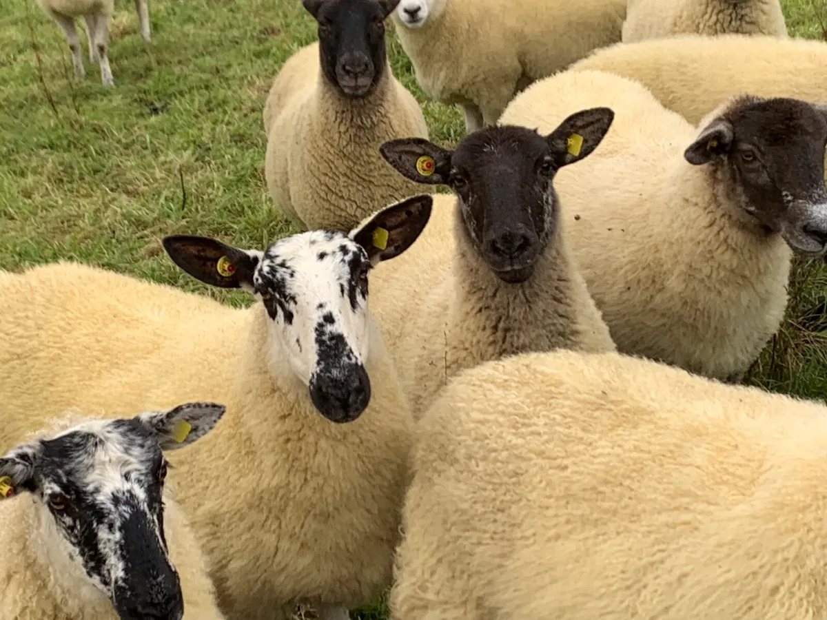 Sheep  - Ewe hoggets - Image 1