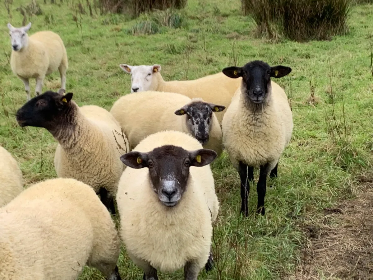 Sheep  - Ewe hoggets - Image 3