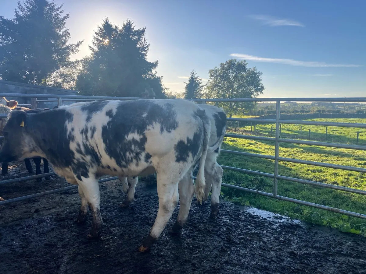 BBX HEIFERS - Image 2