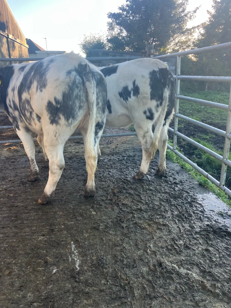BBX HEIFERS - Image 3