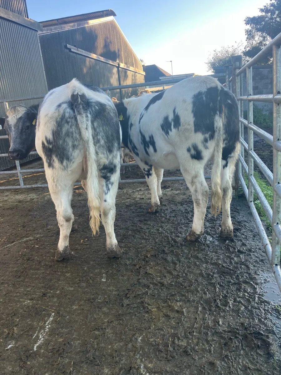 BBX HEIFERS - Image 4