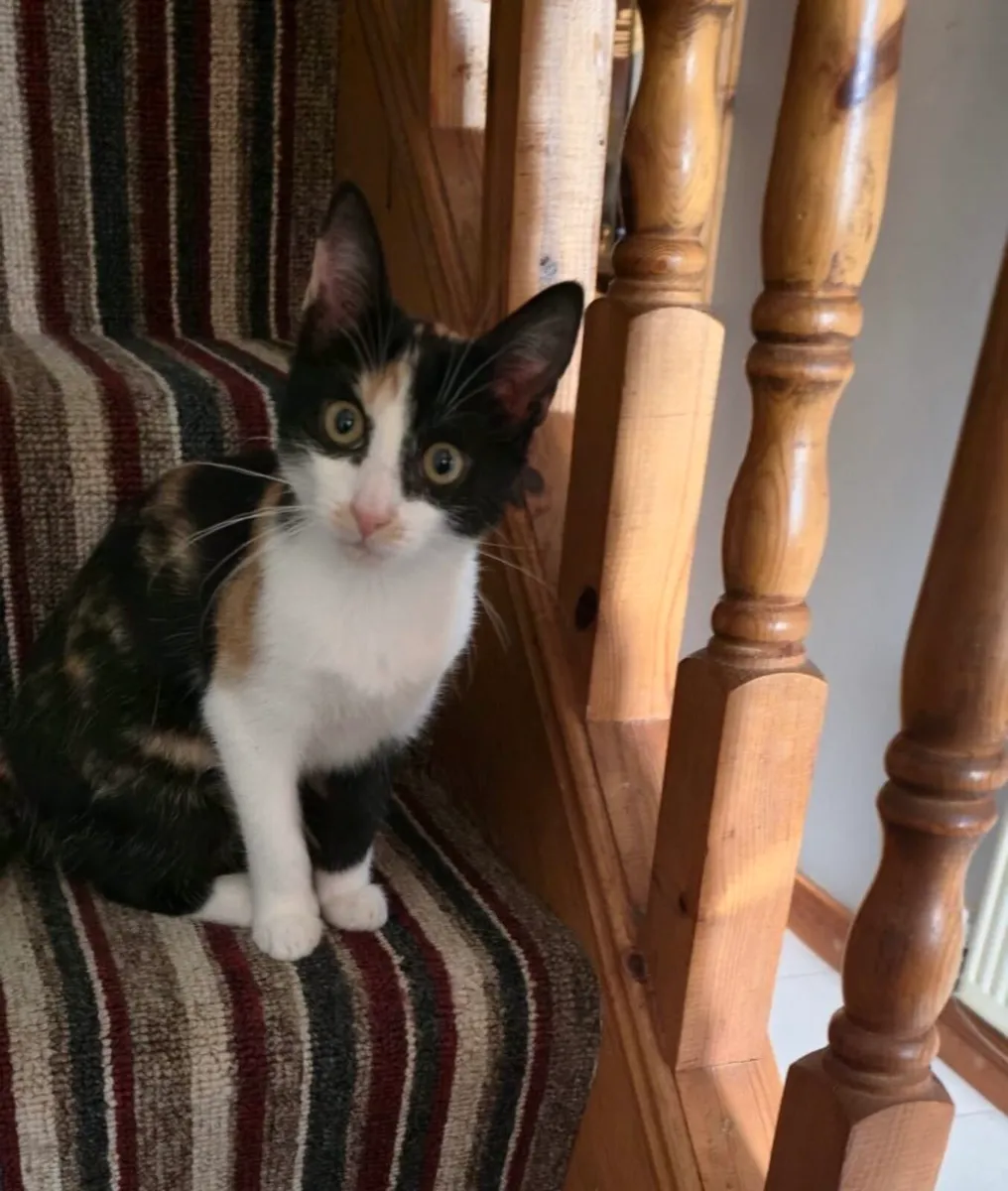 Kitten