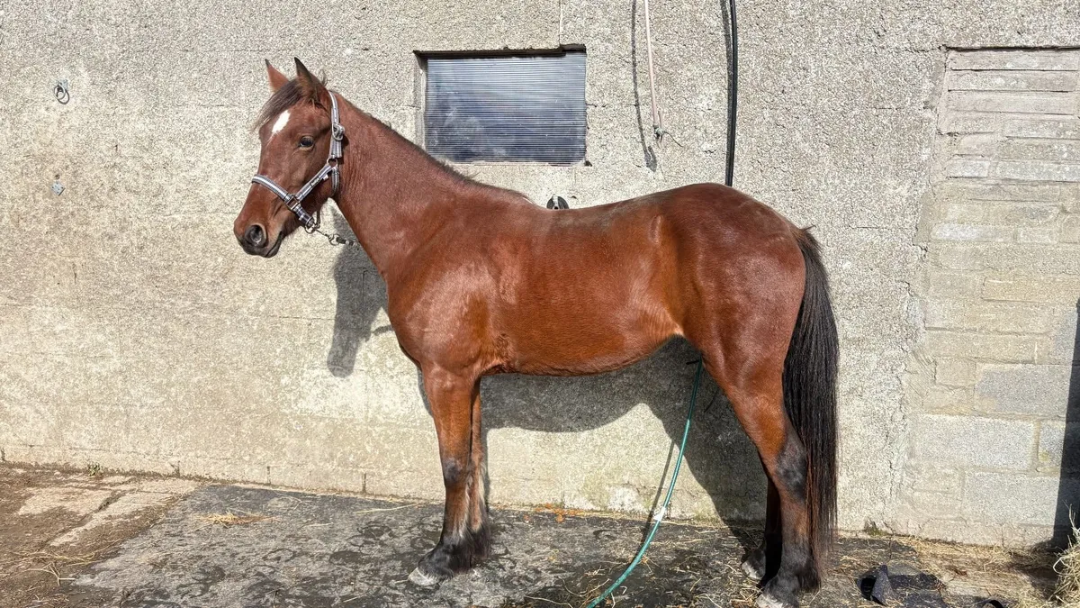 2yr Half Breed Filly Stepping Cob x USA Track Mare - Image 1