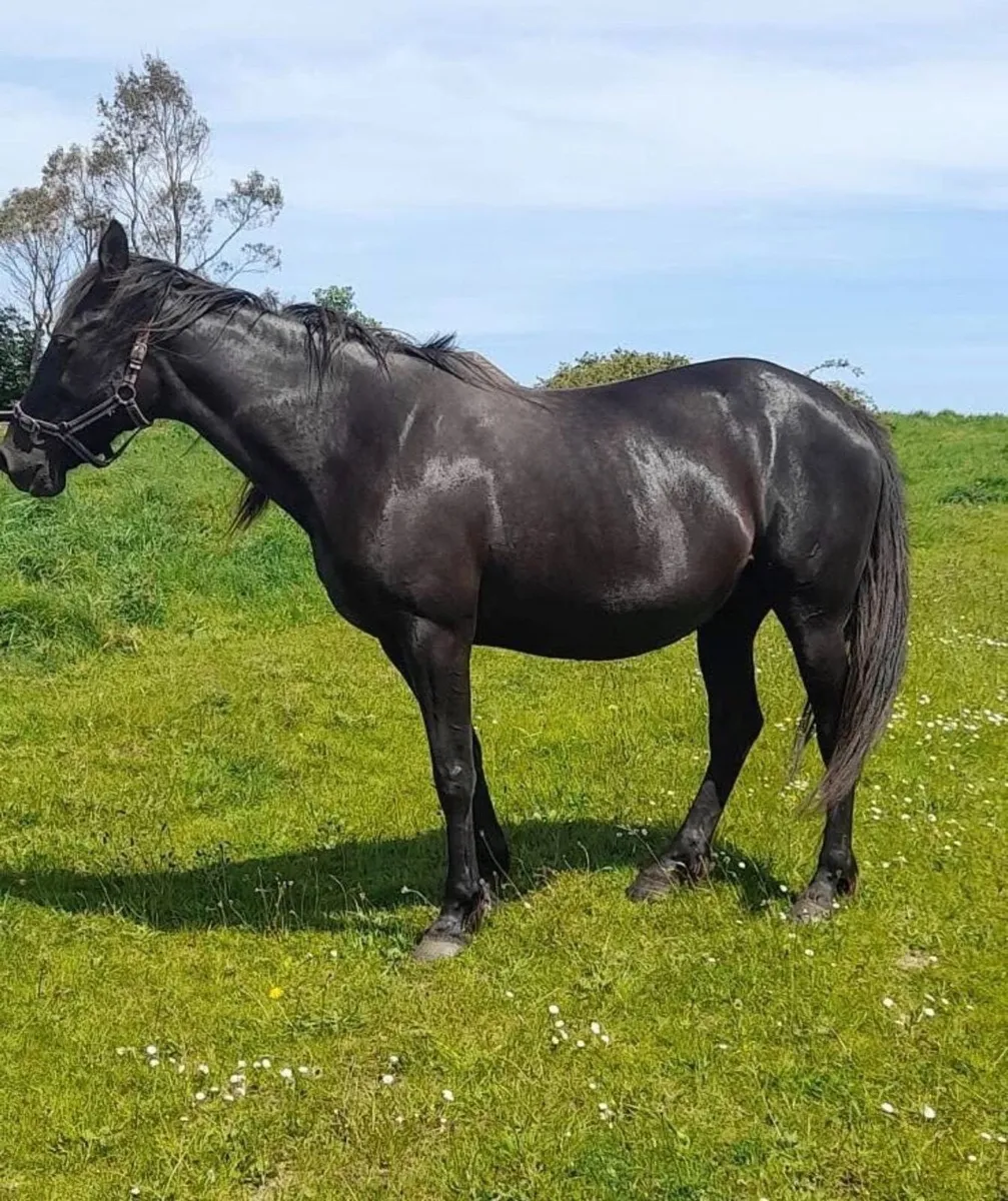 2yr Half Breed Filly Stepping Cob x USA Track Mare - Image 3