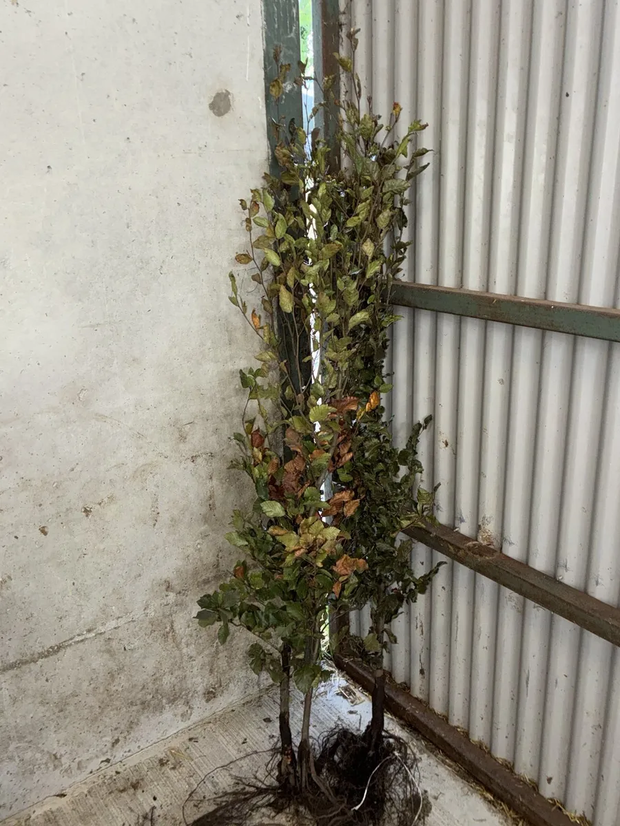 Green Beech Hedging 150-170cm - €5 each - Image 2